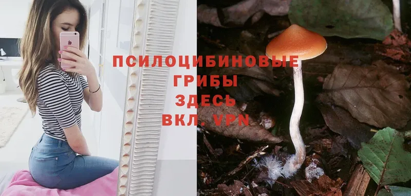 Галлюциногенные грибы Magic Shrooms  Вытегра 